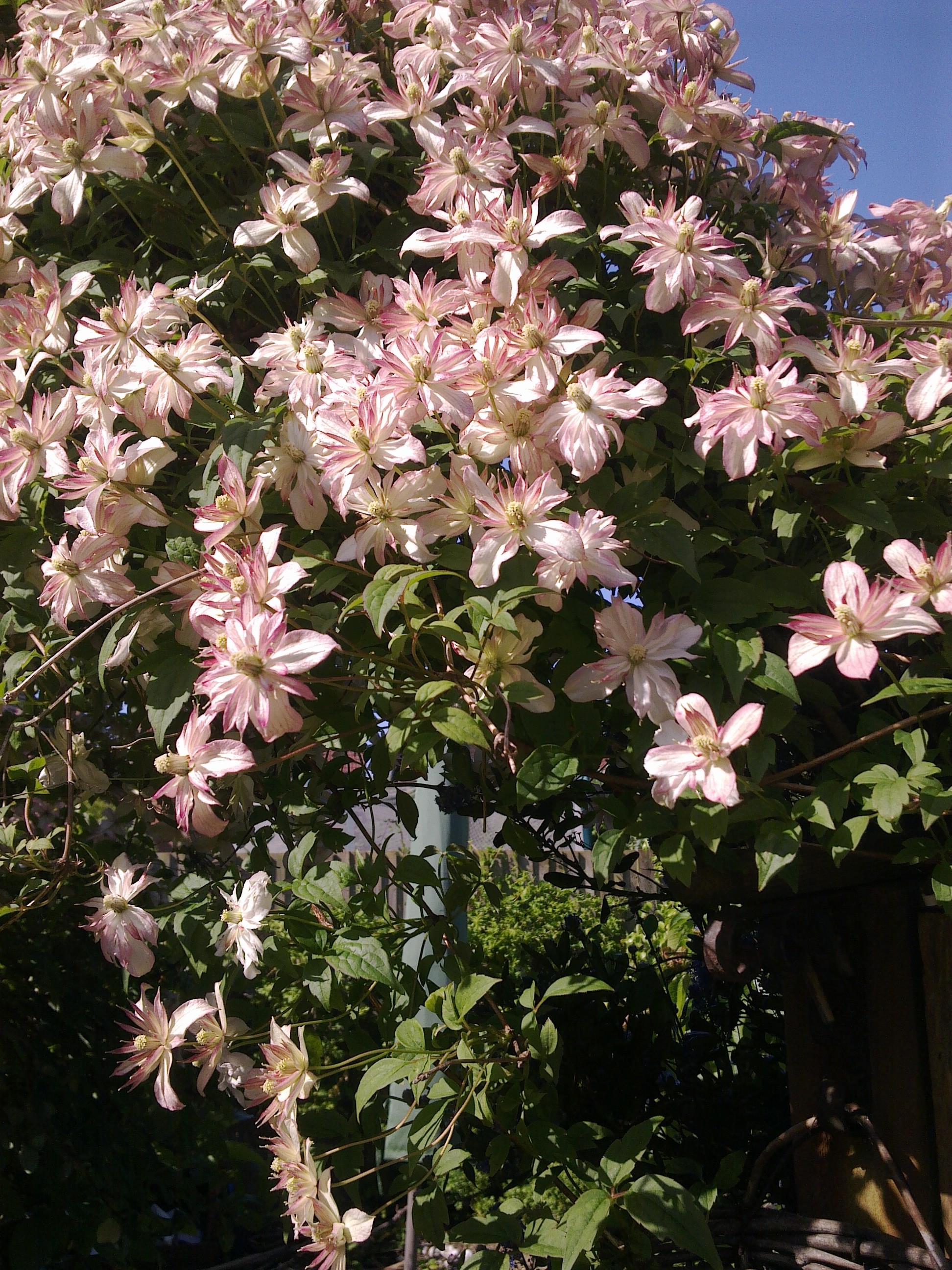 clematis clematis