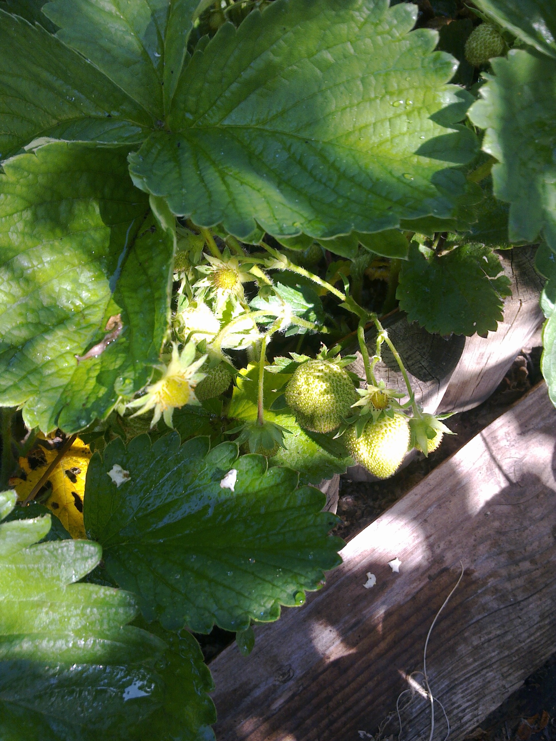 strawberries summer flowers