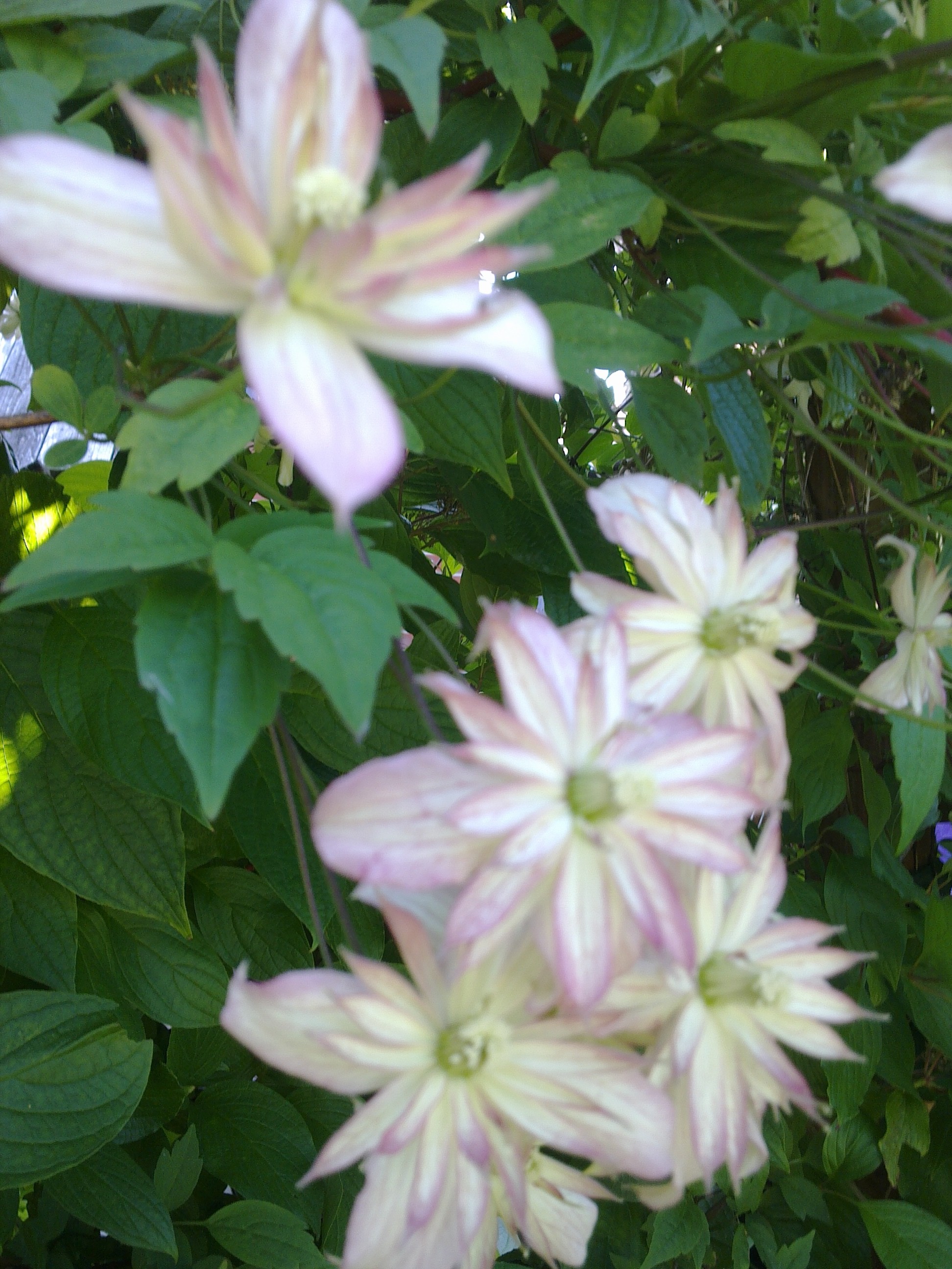 flowers flowers